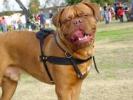 https://www.dog-muzzle.com/images/dogue-de-bordeaux-leather-dog-harness-padded-dog-248.jpg